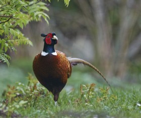 Ring-necked pheasant Stock Photo 04