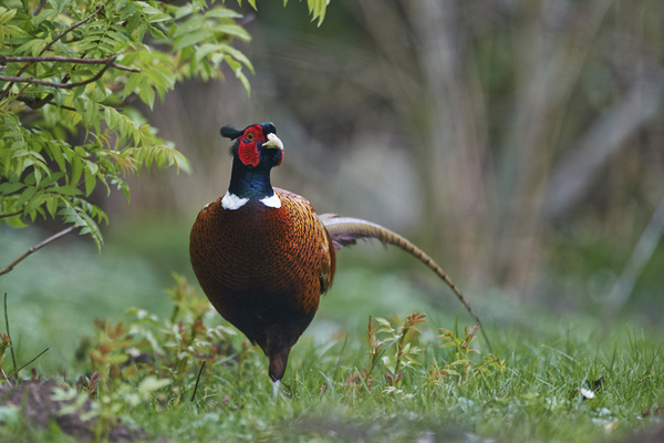 Ring-necked pheasant Stock Photo 04