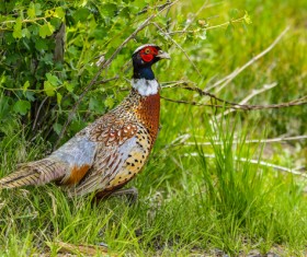 Ring-necked pheasant Stock Photo 05