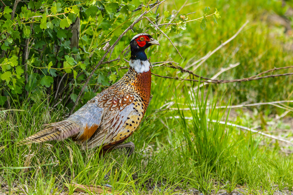 Ring-necked pheasant Stock Photo 05