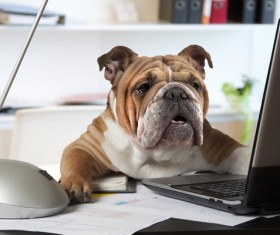 Shar Pei dog squatting on the table Stock Photo
