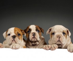 Shar Pei puppies Stock Photo 01