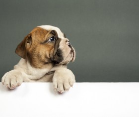 Shar Pei puppies Stock Photo 02