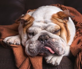 Sharpi sleeping Stock Photo