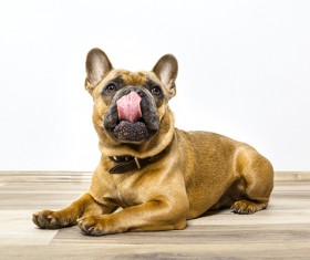 Small yellow dog lying on the ground Stock Photo