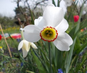 Spring blooming white daffodils Stock Photo