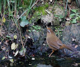 Throstle standing beside the pond Stock Photo
