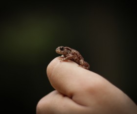 Tiny frog on finger Stock Photo