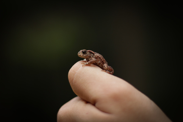 Tiny frog on finger Stock Photo