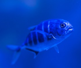 Tiny wild fish swimming in water Stock Photo