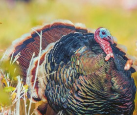 Turkey in wild nature Stock Photo