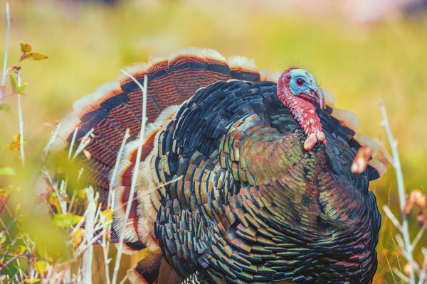 Turkey in wild nature Stock Photo