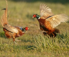 Two fighting wild pheasants Stock Photo