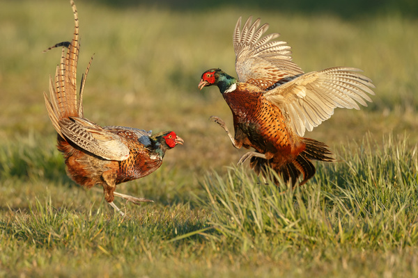 Two fighting wild pheasants Stock Photo
