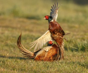 Two fighting wild pheasants Stock Photo 02