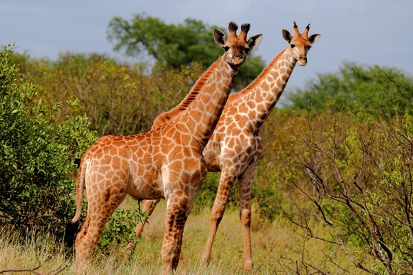 Two giraffes Stock Photo 01