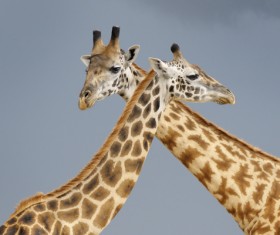 Two giraffes Stock Photo 02