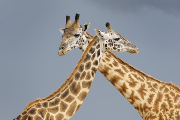 Two giraffes Stock Photo 02