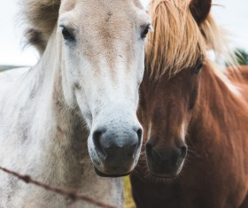 Two horses on farm Stock Photo