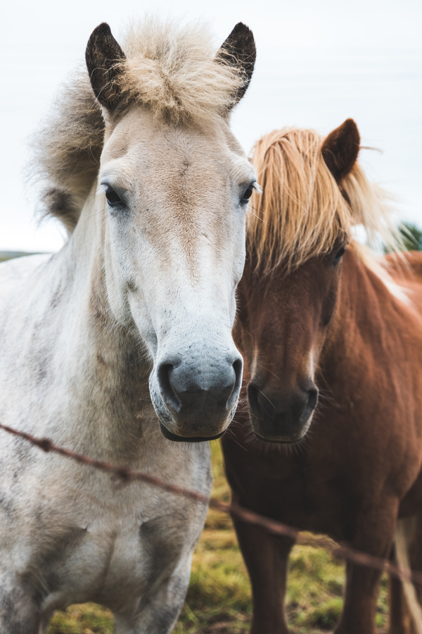 Two horses on farm Stock Photo
