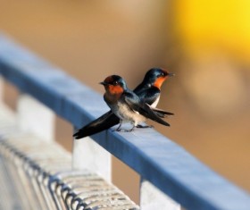 Two swallows on the terrace Stock Photo