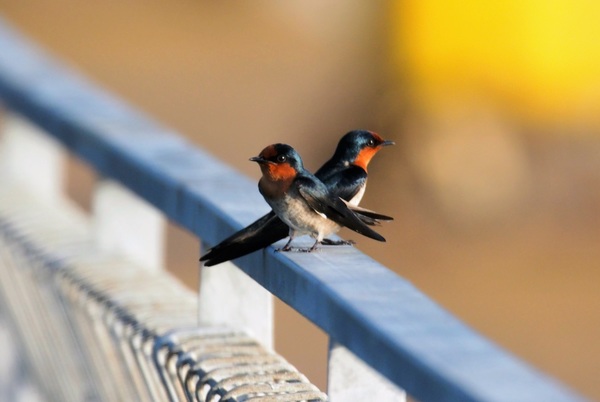 Two swallows on the terrace Stock Photo