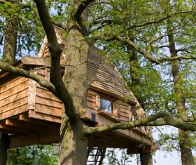 Unique tree house Stock Photo 03