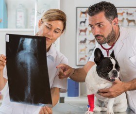 Veterinarian does a physical examination for puppy Stock Photo