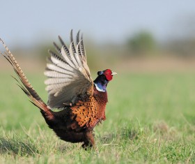 Waving pheasant wings Stock Photo 01