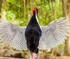 Waving pheasant wings Stock Photo 02