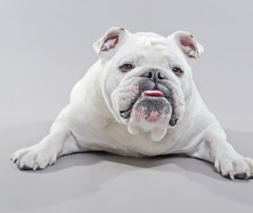 White Bulldog Stock Photo