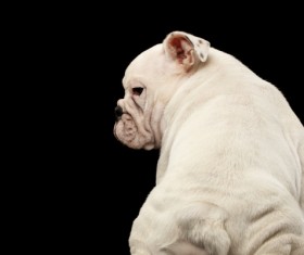 White Shar Pei Stock Photo 01