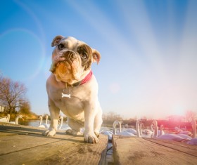 White Shar Pei Stock Photo 02