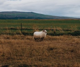 White furry sheep on meadow Stock Photo