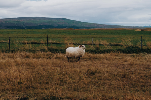 White furry sheep on meadow Stock Photo