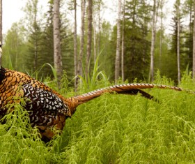 White pheasant Stock Photo 01
