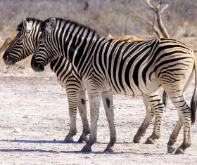 Wild Zebra Stock Photo 01