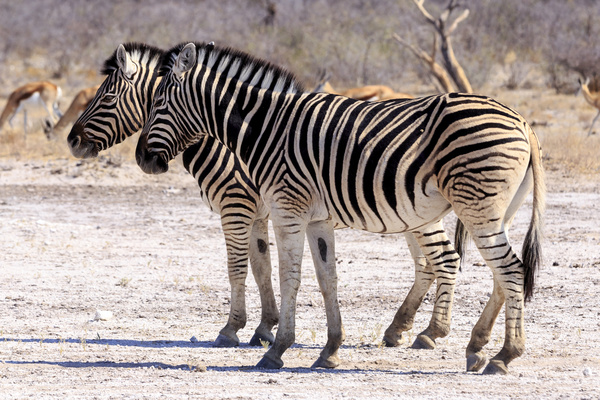 Wild Zebra Stock Photo 01