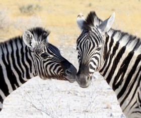 Wild Zebra Stock Photo 02