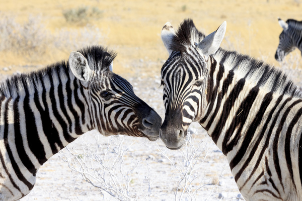 Wild Zebra Stock Photo 02