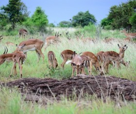 Wild antelope herd Stock Photo