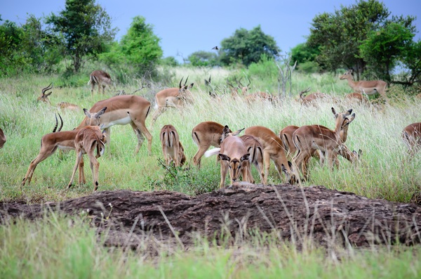 Wild antelope herd Stock Photo
