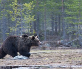 Wild brown bear running on swamp Stock Photo