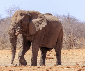 Wild elephant Stock Photo 01
