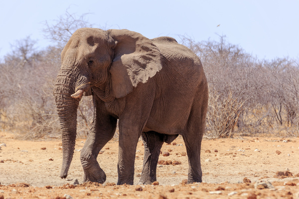 Wild elephant Stock Photo 01