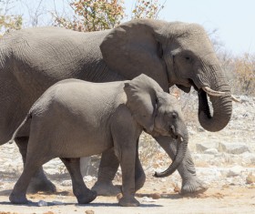 Wild elephant Stock Photo 02