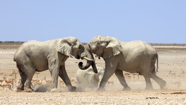 Wild elephant Stock Photo 03
