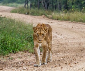 Wild female lion Stock Photo