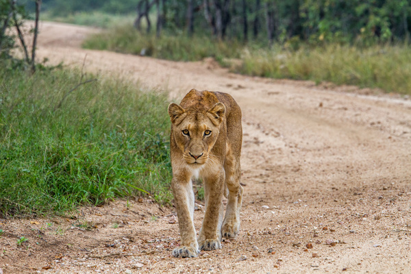 Wild female lion Stock Photo