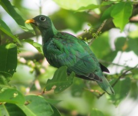 Wild green pigeon Stock Photo